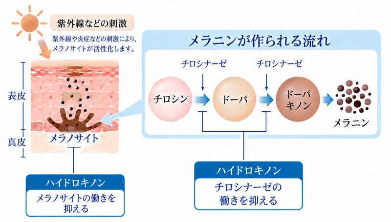 ハイドロキノン作用機序図